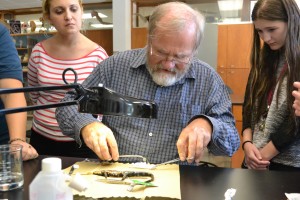 Professor of biology, Paul Bartelt performs surgery to implant a tracking device into a Eastern tiger salamander. Photo by Audrey Sparks