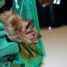 Monty the Myotis is the new guy on campus