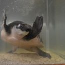 Welcome to the family Squirt: Biology lab adds Fly River turtle